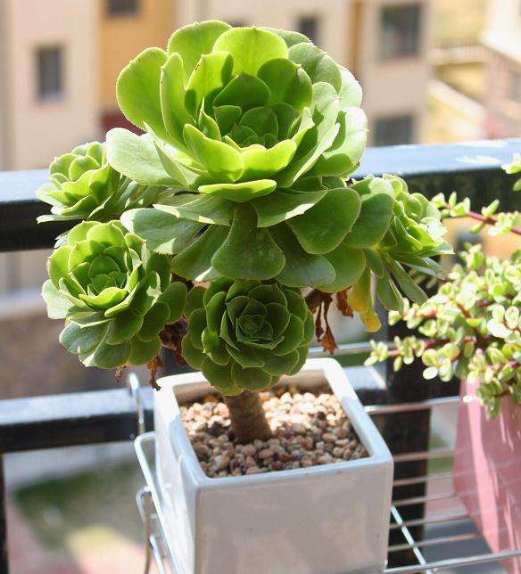 夏季多肉休眠怎么通风降温的方法