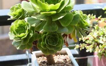 夏季多肉休眠怎么通风降温的方法
