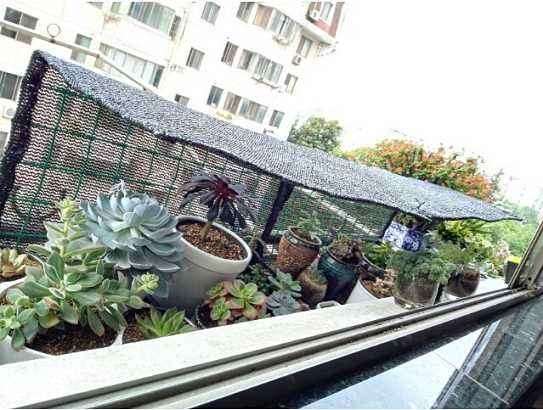 夏天多肉怎么遮阴遮雨的方法 图片