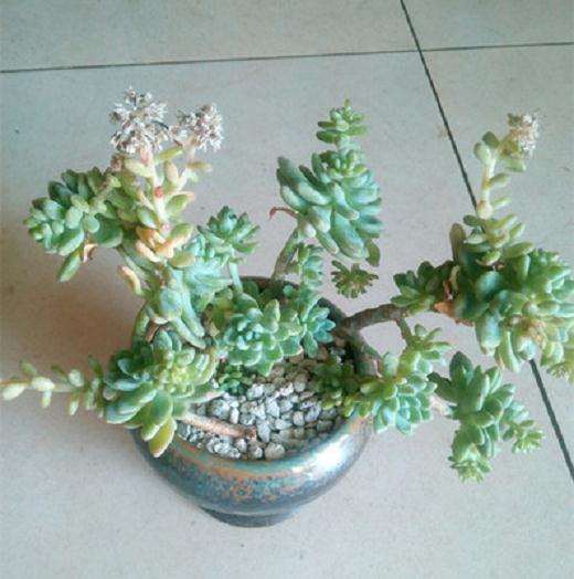 夏天给多肉遮阴 结果徒长 怎么办