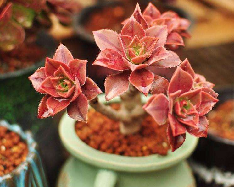 夏天给多肉遮阴 结果徒长 怎么办