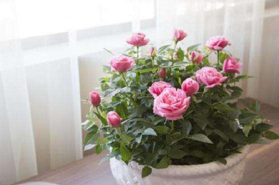 盆径10厘米的迷你玫瑰出货价