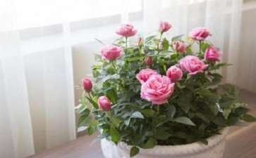 盆径10厘米的迷你玫瑰出货价8～10元