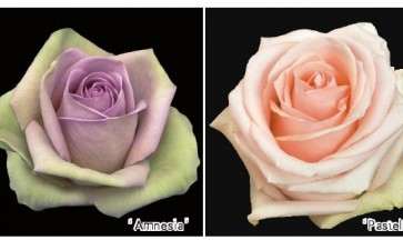 2020年 情人节的玫瑰损失并不是很大