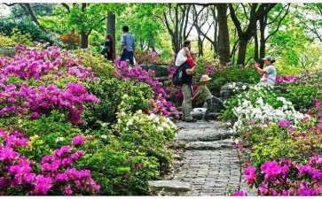 2019年 贵州杜鹃花产业发展进行调研考察