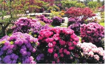 2020年 杜鹃花分会计划召开第七届会员大会