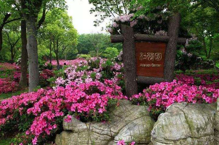 上海年宵花月份行情不及往年