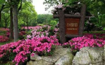 2020年上海年宵花月份行情不及往年