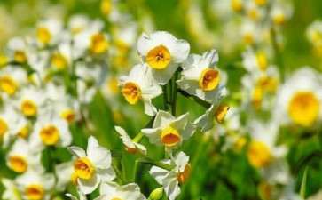 2020年节后 漳州花店停业 基本无交易