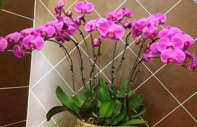 2020年2月上海花卉价格下跌20-40%