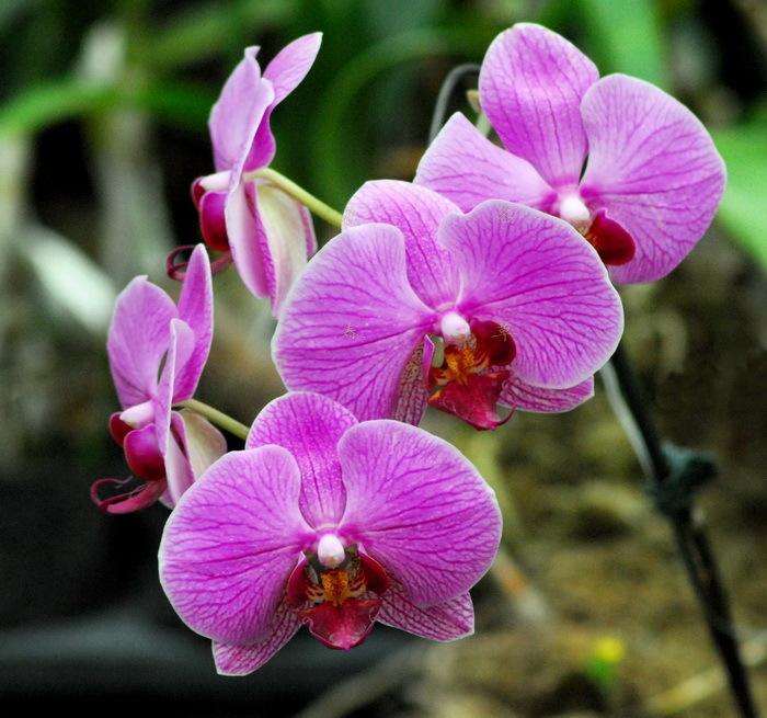 2020年2月广州花卉价格