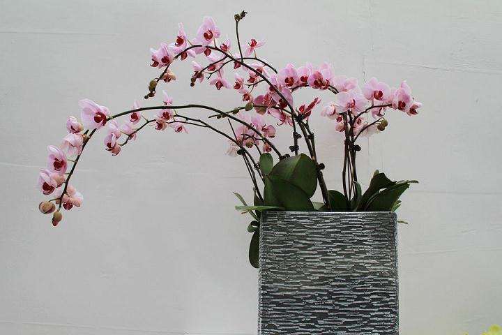 6月 广州天气炎热 盆花销售进入淡季 价格相对稳定