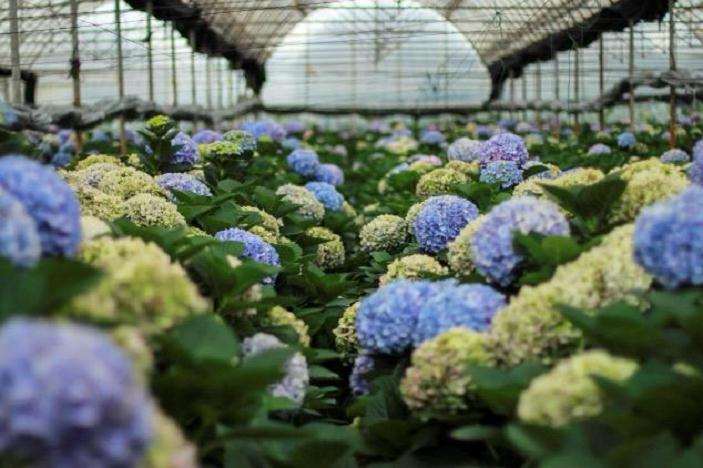 昆明花卉企业复工复产物资快速通关