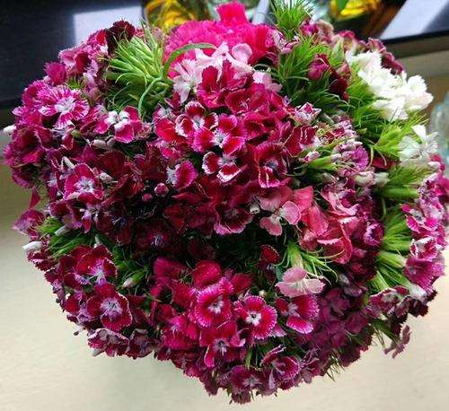 广东韶关启动翁源兰花主题大赛