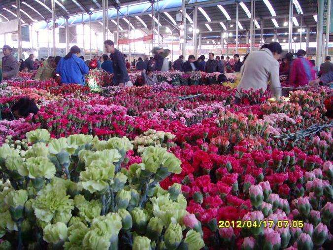 广东韶关启动翁源兰花主题大赛