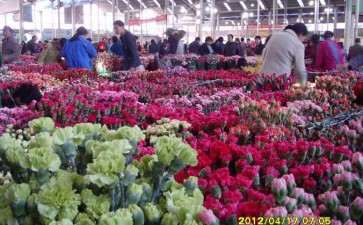 广东韶关启动翁源兰花主题大赛