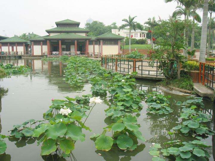 澳门荷花节于6月3日在澳门举办