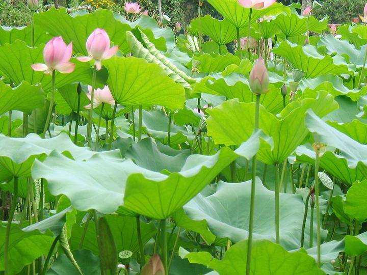 澳门荷花节于6月3日在澳门举办