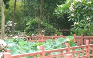 2019 澳门荷花节于6月3日在澳门举办