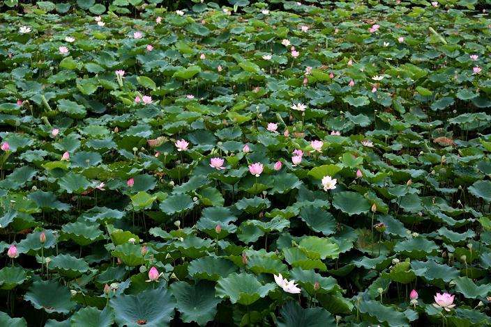 全国涌现出多处万亩荷花景观地