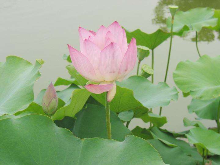 全国涌现出多处万亩荷花景观地