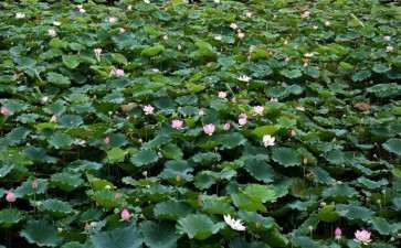 2019年 全国涌现出多处万亩荷花景观地