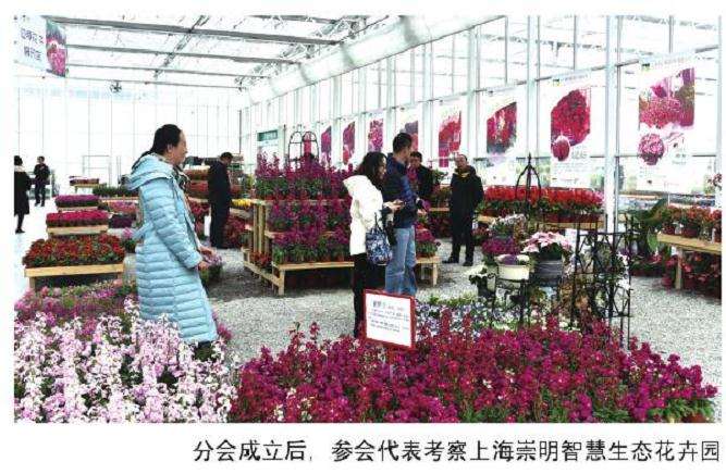 怎么筹办花卉评选活动及制定标准规范