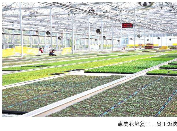 成都专员联度系助花卉企业复产复工