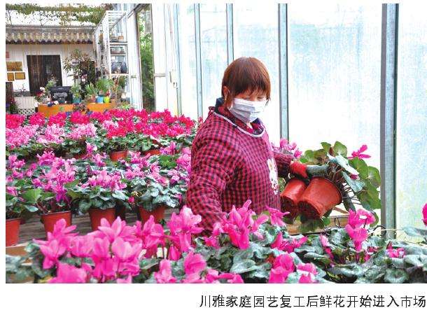 2020年 成都滨秋农业的花卉一度滞销