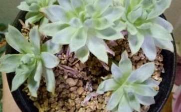 夏天40度 多肉都是怎么度夏的