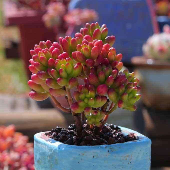 什么多肉夏天不易掉色 又好度夏