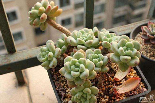 什么多肉夏天不易掉色 又好度夏