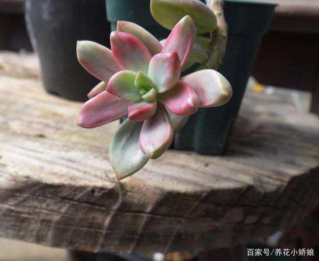 什么多肉夏天不易掉色 又好度夏