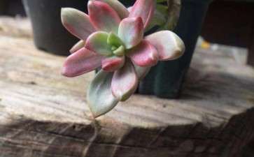 什么多肉夏天不易掉色 又好度夏