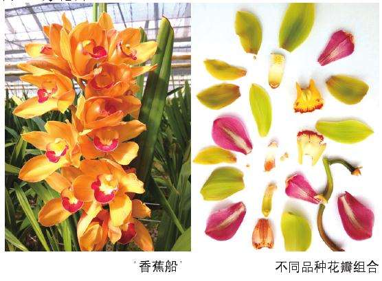 京东销售助力帮助花卉滞销