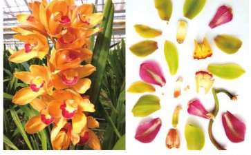 2020 京东销售助力帮助花卉滞销