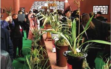 2019年审定注册通过了49个兰花品种