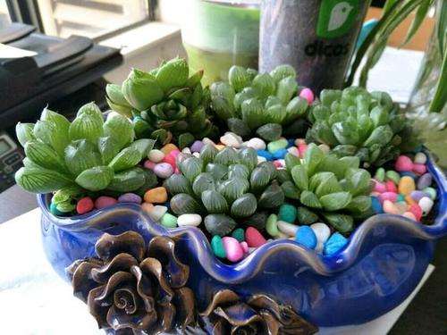 玉露多肉在阳台会不会晒伤