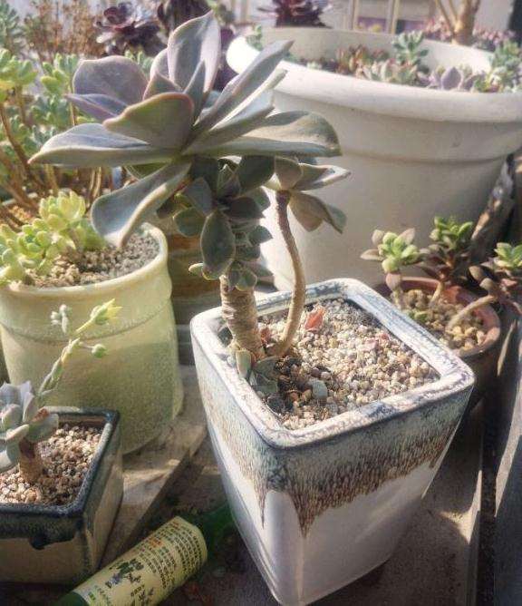 为什么夏天玉蝶多肉容易黑腐