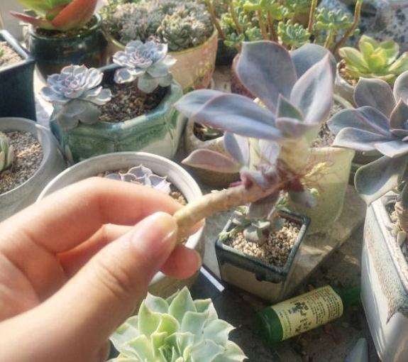 为什么夏天玉蝶多肉容易黑腐