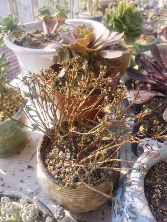 为什么夏天玉蝶多肉容易黑腐