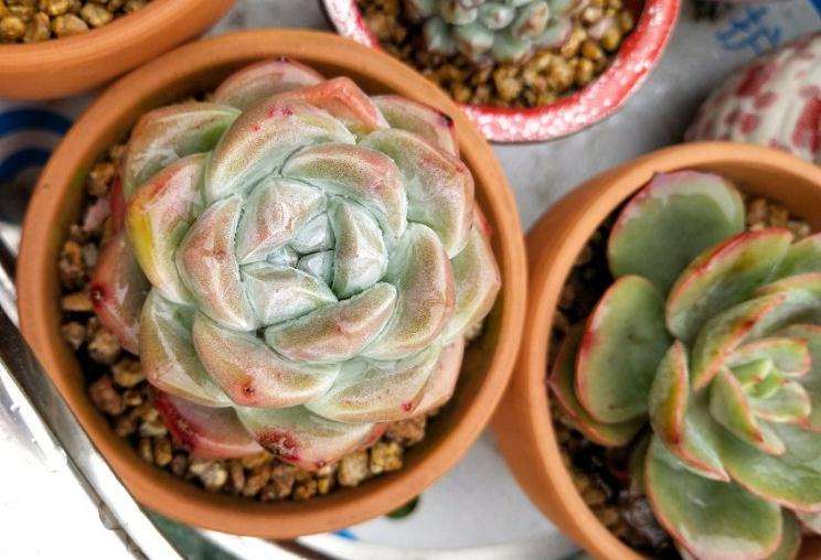 为什么广西夏天是多肉的噩梦