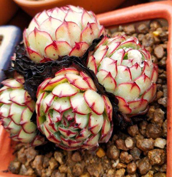 为什么广西夏天是多肉的噩梦