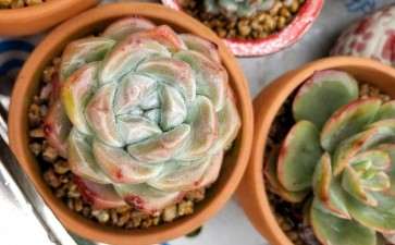 为什么广西夏天是多肉的噩梦