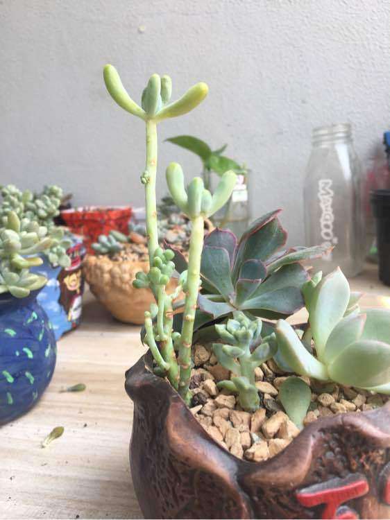 夏天多肉叶子消耗的是不是特别快