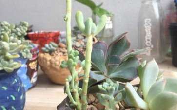 夏天多肉叶子消耗的是不是特别快