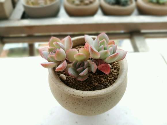 哪些多肉在夏天容易度夏