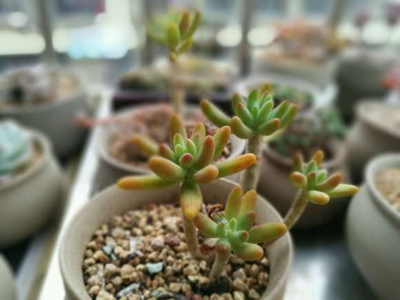 哪些多肉在夏天容易度夏