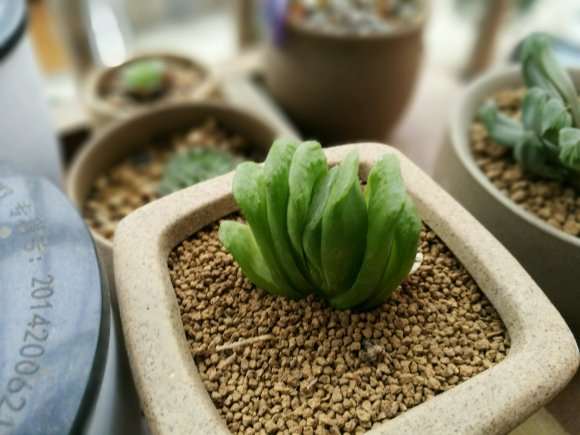 哪些多肉在夏天容易度夏