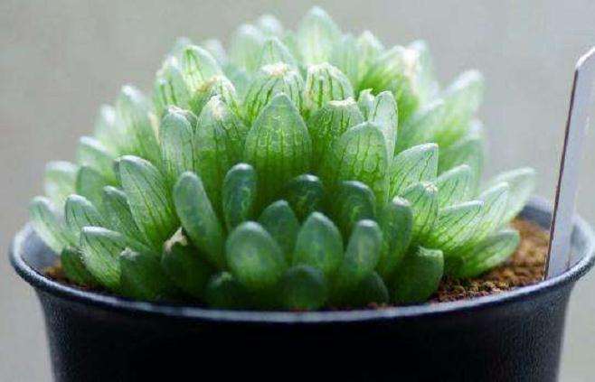 夏天有哪些多肉不能暴晒 图片